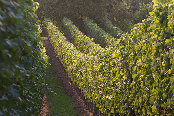 weingut-schröder-weinlagenwanderung